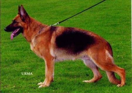 Flora von der Kräuterwiese | German Shepherd Dog 