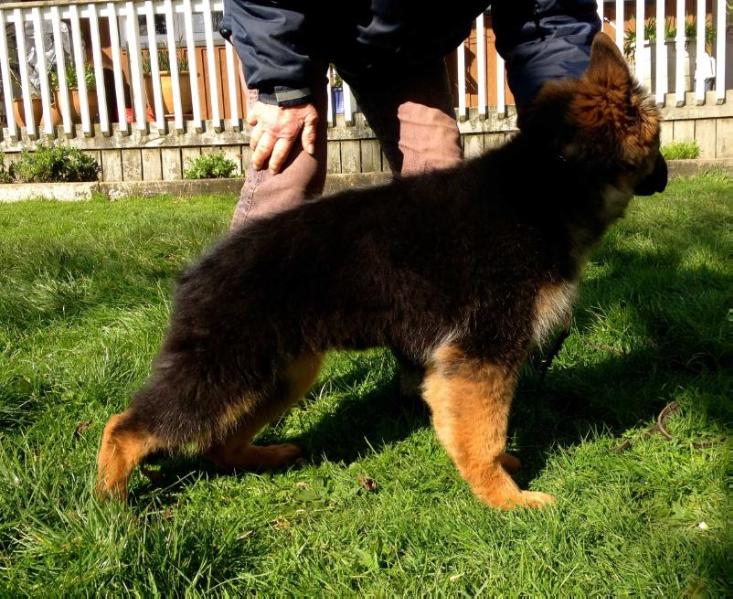 Larella vom Volkerson | German Shepherd Dog 