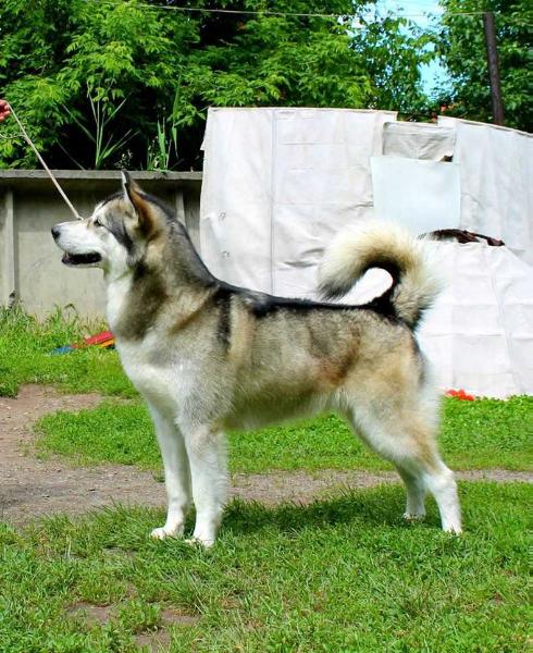 SNEJNAYA MAGIYA TYAN-SHANYA VELIANA | Alaskan Malamute 