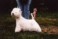 Mountebank Saredon of Ballacoar | West Highland White Terrier 