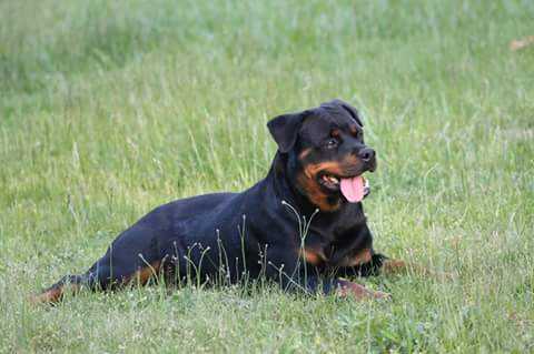 Von Sarco's Ricochet | Rottweiler 