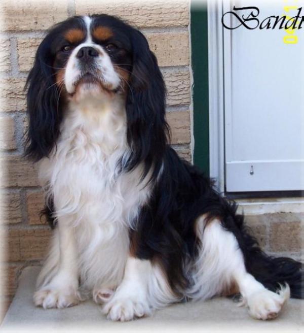 Don Diego Masked Bandit | Cavalier King Charles Spaniel 