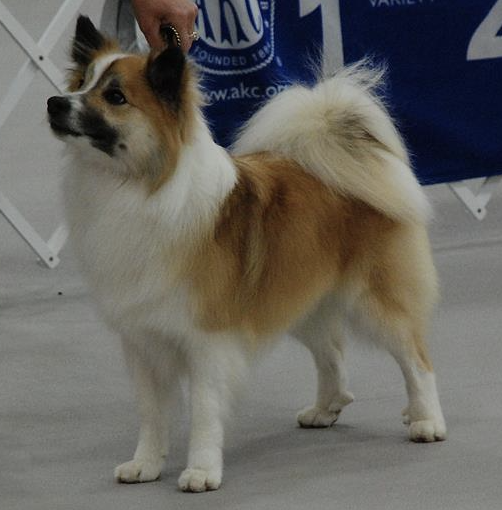 Isneista Katur of Bayshore | Icelandic Sheepdog 