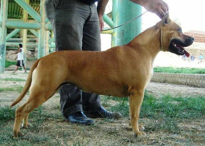 Lila Down's Santos | American Staffordshire Terrier 