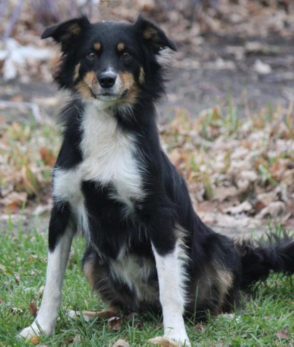 Dotty | Border Collie 