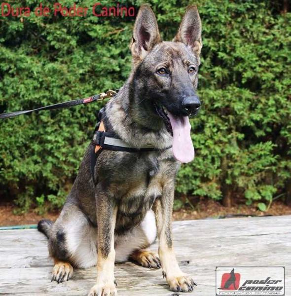 Dura de Poder Canino | German Shepherd Dog 
