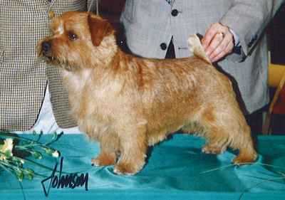 Rosara Love Me Do at Jaeva | Norfolk Terrier 