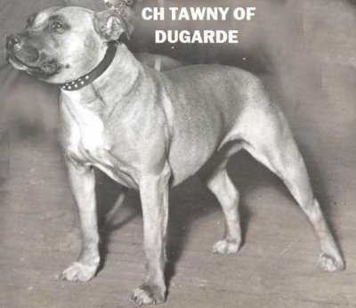 Tawny of Dugarde | Staffordshire Bull Terrier 