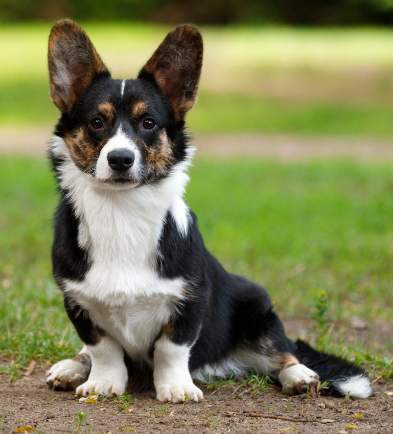 Mal Bagushy Elmer | Cardigan Welsh Corgi 