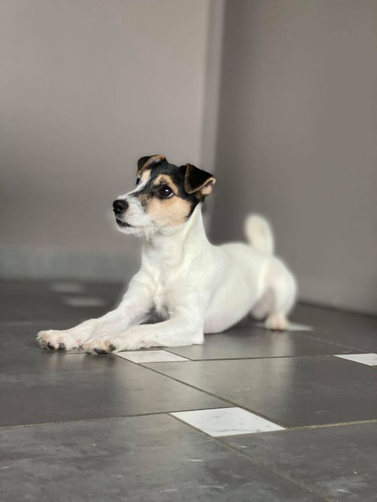 Tammenkolon Northern Lights | Parson Russell Terrier 