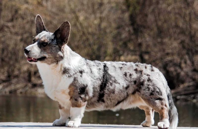 SEVASTOPOLSKIY VALS VIVAT SILVER KING | Cardigan Welsh Corgi 