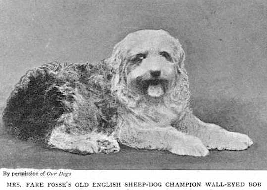 Wall-Eyed Bob | Old English Sheepdog 