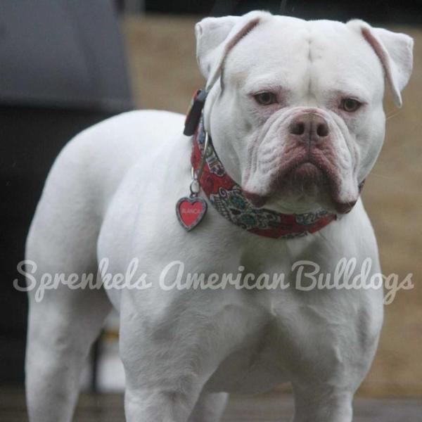 Sprenkels Blanca of Sauga City Bullies | American Bulldog 