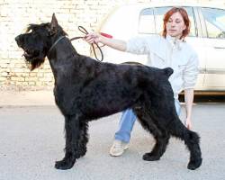 AUSTERVITAS Lavrion | Giant Schnauzer 