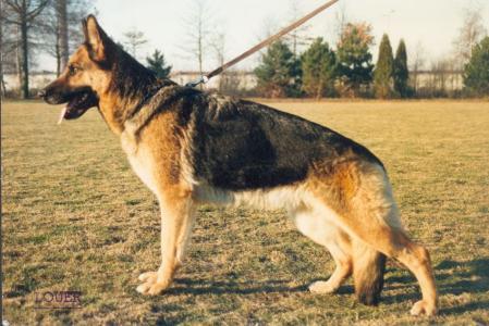 Quidi Herderskring | German Shepherd Dog 