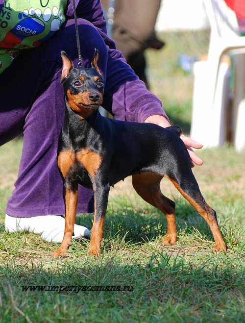 Ugoriya Vechernja Venecya | Miniature Pinscher 