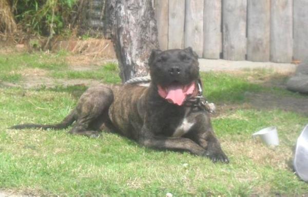 TANGIIAU'S JERRY CAN (JANE'S ADDICTION) | American Pit Bull Terrier 