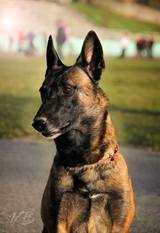 Daneskjold Ursus | Belgian Malinois 
