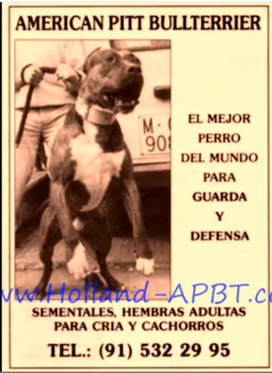 PACO DE SEDILES | American Pit Bull Terrier 
