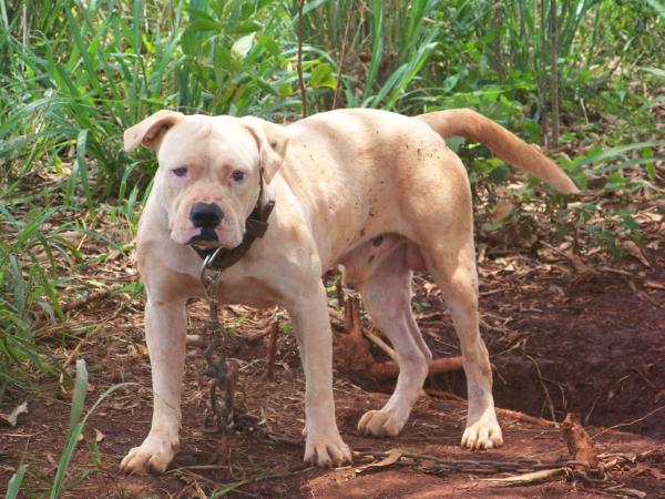 Ruff Chain Kennels Heavy | Olde English Bulldogge 