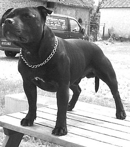 Black Bar | Staffordshire Bull Terrier 