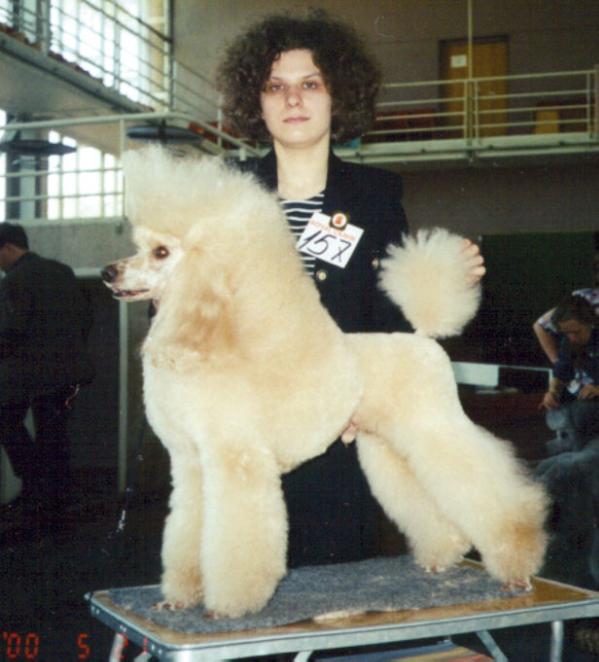 Lisjonok Ludvig s Irtyshskih Beregov | Poodle 