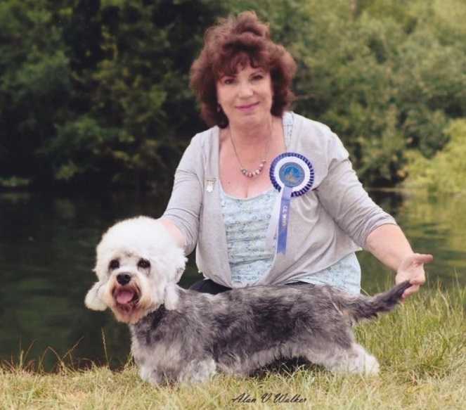 Jollygaze Doris Day at Cloverwood | Dandie Dinmont Terrier 