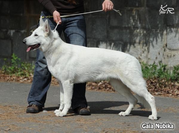 GAIA Nubika DM N/N, MDR +/+, BAER OK, HD A, ED 0 | White Swiss Shepherd Dog 