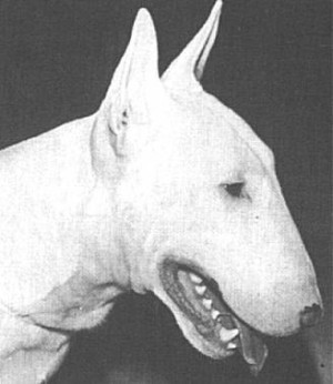 Venture Hardlad Of Curraneye | Bull Terrier 