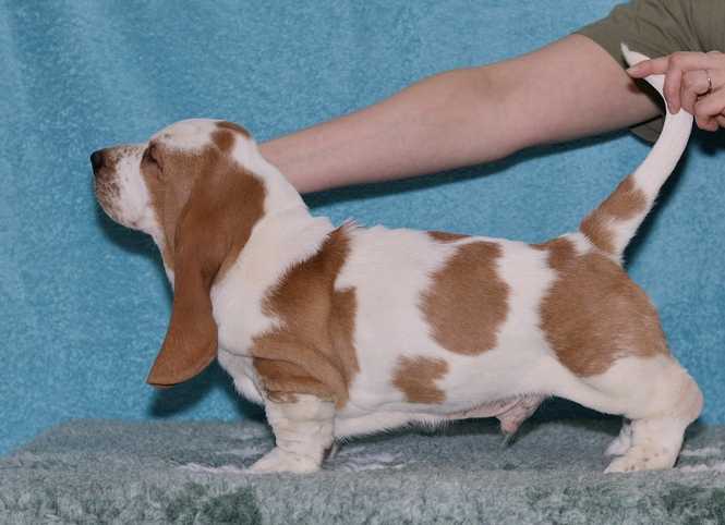 Saruman Lady Barnett's | Basset Hound 