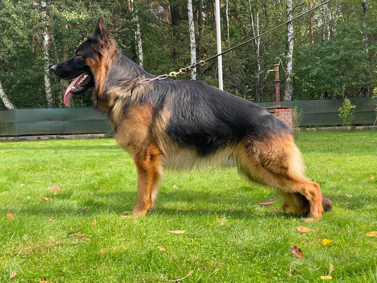 Tao Sfora z Zakrzewa | German Shepherd Dog 