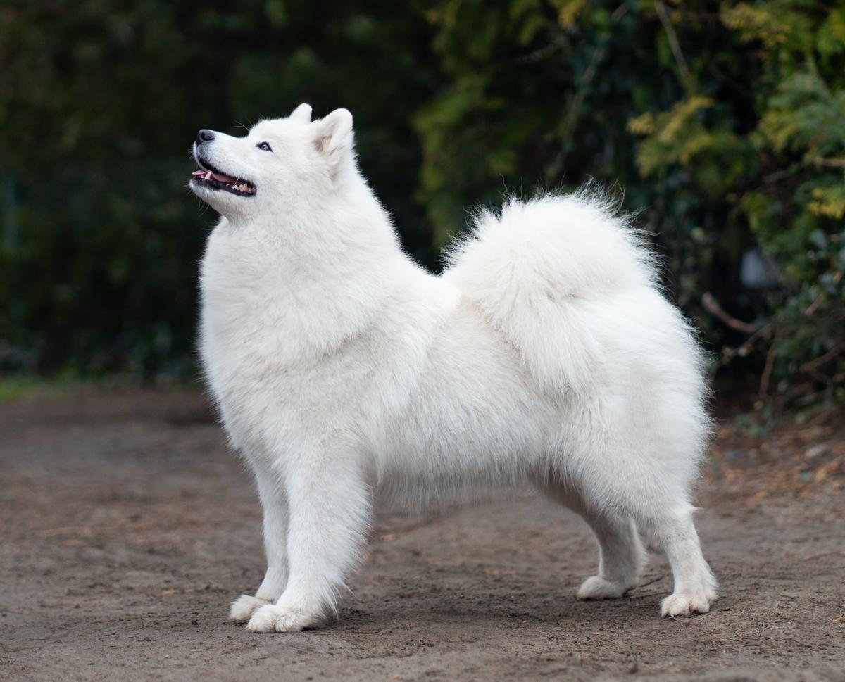 Arctic Sorriso TSUNAMI | Samoyed 