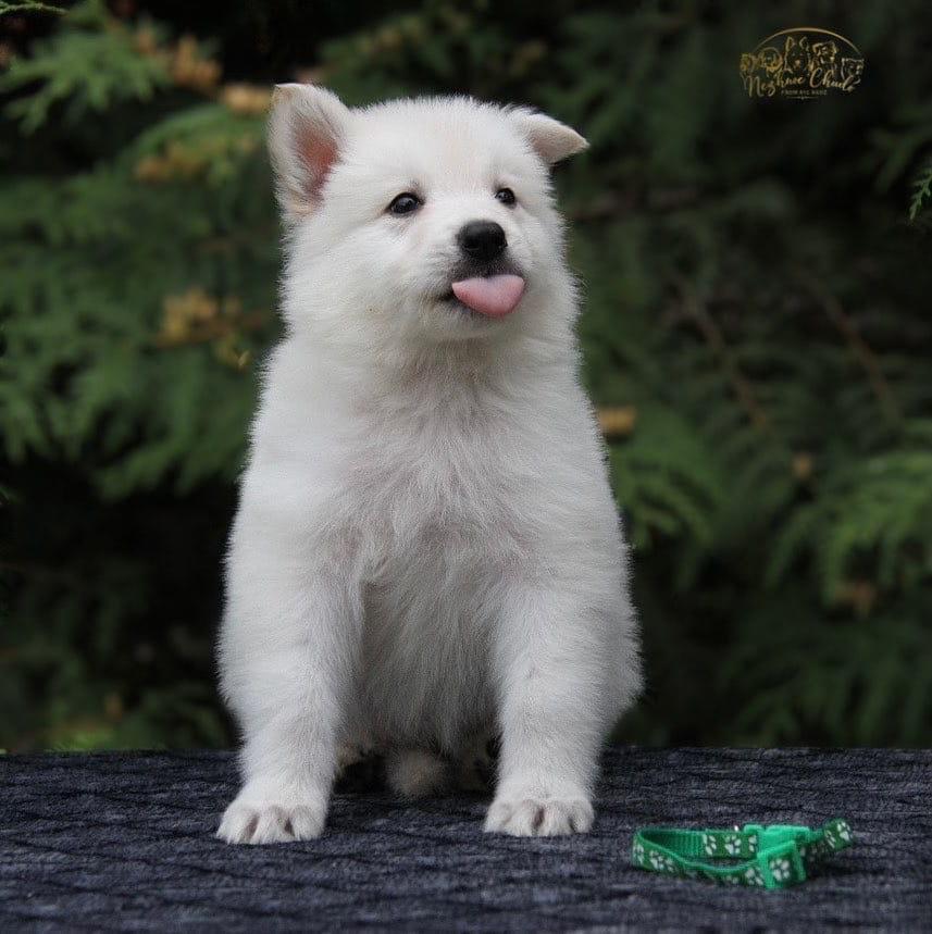 Nezhnoe Chudo Ot Big Hauz Chaming | White Swiss Shepherd Dog 