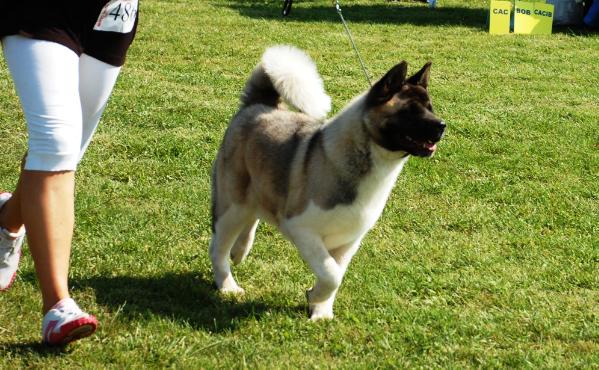 Tundra Alaska's Gaudeamus Camo | Akita 