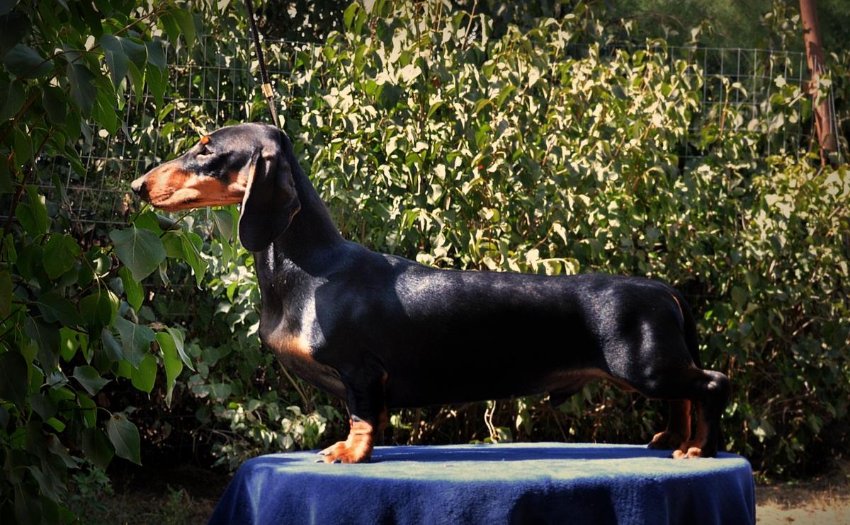 Proud Hunter Knock Out | Dachshund 