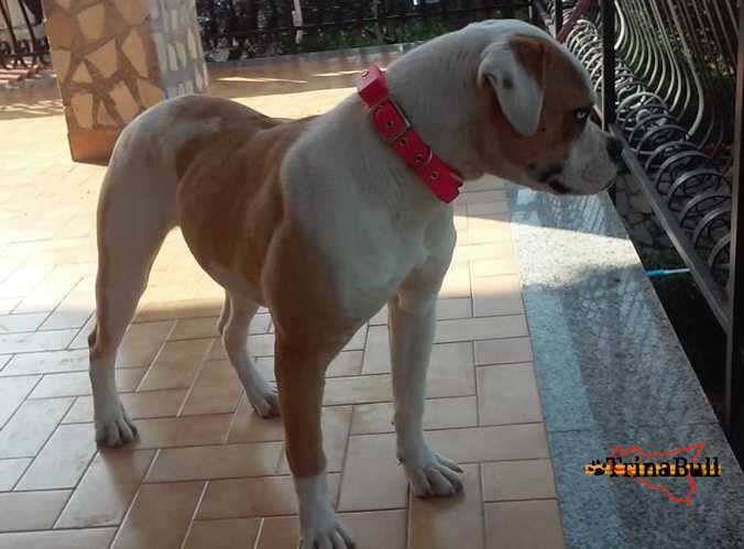 Trinabull's Shakira | American Bulldog 