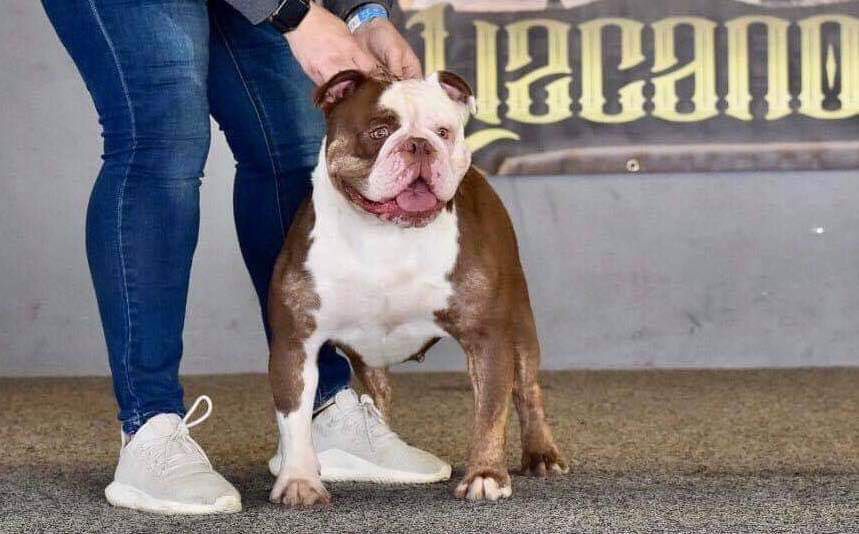 KHAOS' TURN UP THE BOOST | Olde English Bulldogge 