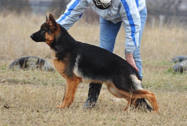 Colombia z Azovskogo Berega | German Shepherd Dog 