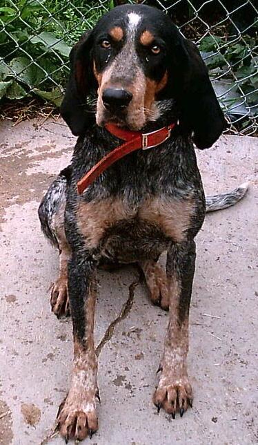 Flatwoods Run Blue Linda | Bluetick Coonhound 