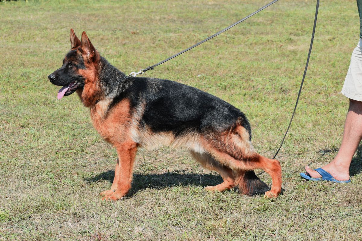 Willas Brabus | German Shepherd Dog 