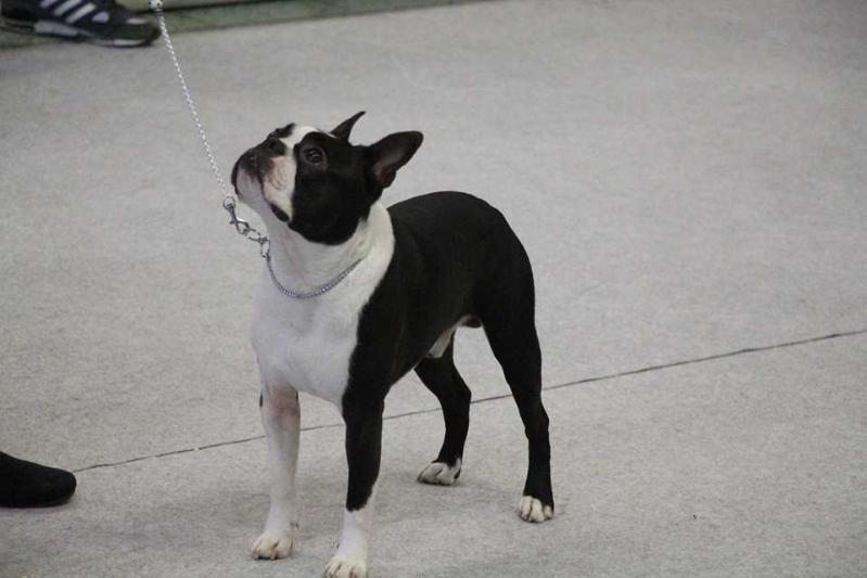 Captain Jack od Pulnocniho slunce | Boston Terrier 