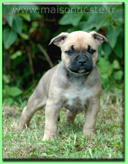 Esmée de la maison d este | American Staffordshire Terrier 
