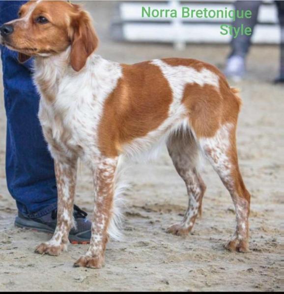 NORRA Bretonique Style | Brittany 