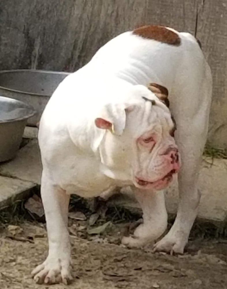 Baker’s Beldar of SDB | Olde English Bulldogge 