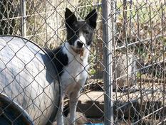 Snow Hill Micki ABC 250186 | Border Collie 