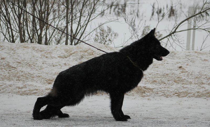 Deka vom Alex Birkendorf | German Shepherd Dog 