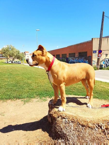 Brave Fast Esperanza | American Staffordshire Terrier 