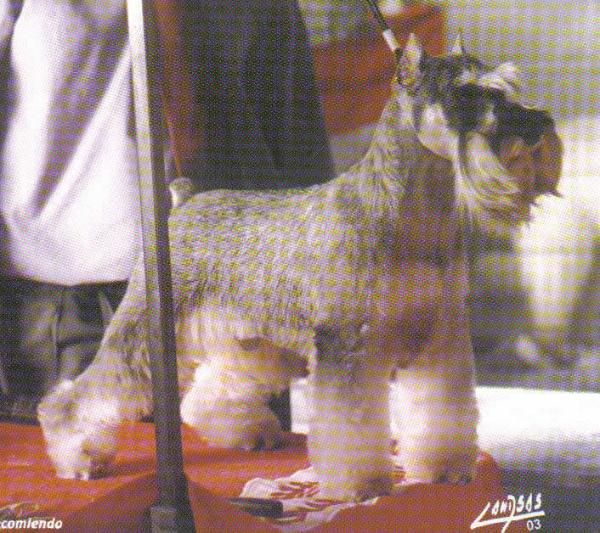 Jam's Ricci &amp; Poveri | Miniature Schnauzer 