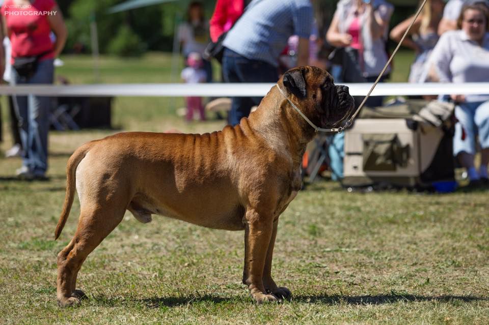 Lyudzhen FAVOURITE | Bullmastiff 