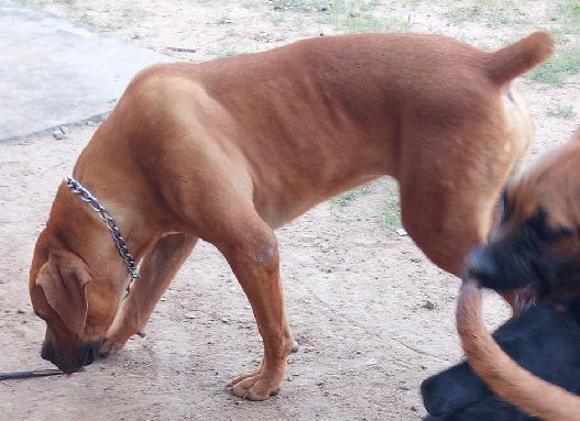 QUEEN KEILA giant of africa of deroyalpawzkennel | African Boerboel 